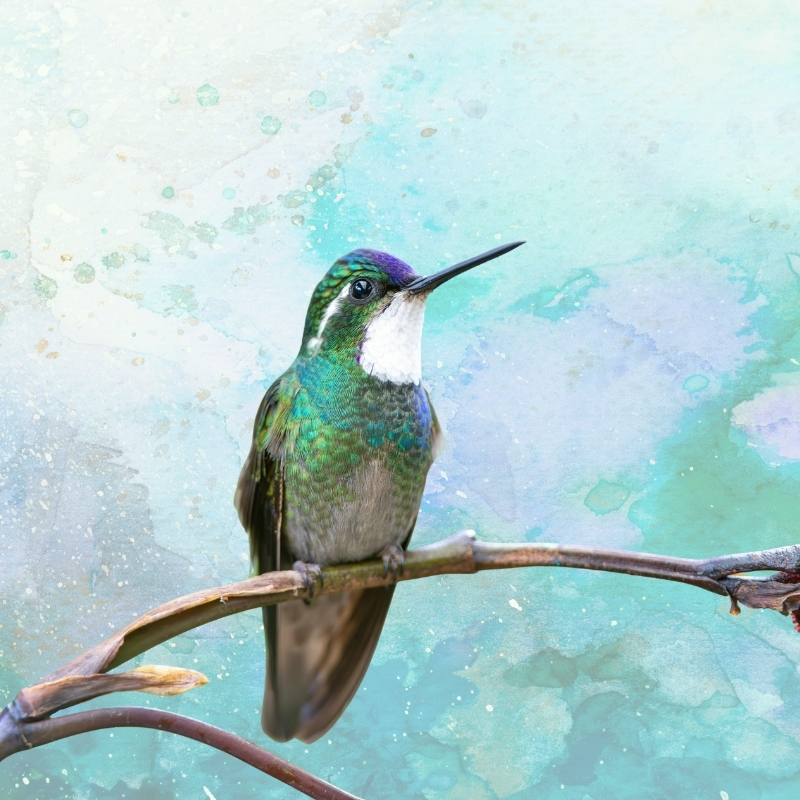 collaged image of hummingbird on branch on a green and blue watercolor background.